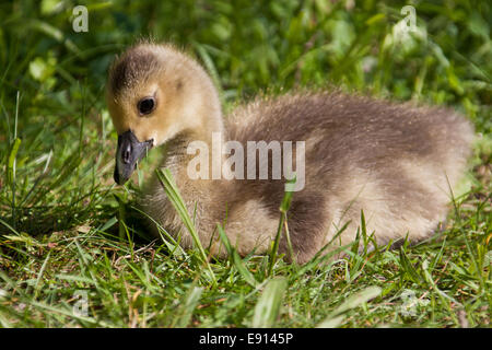 junge Kanada Goos Stockfoto