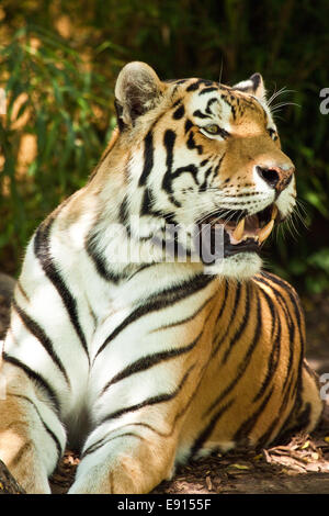 Sibirischer tiger Stockfoto