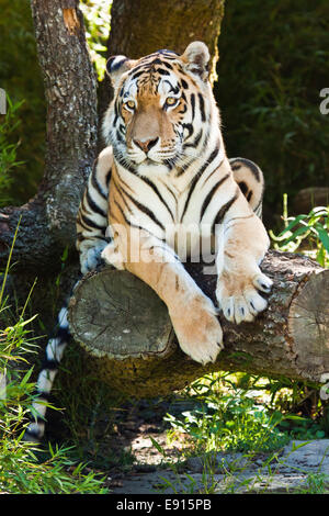 Sibirischer tiger Stockfoto