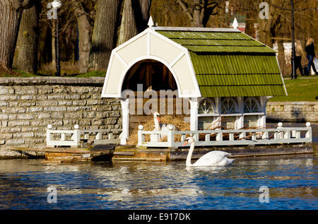 Schwan am Nest in Tallinn Stockfoto