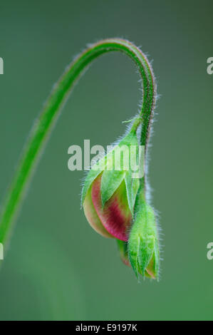 Eine einzelne elegante Erbse Knospe UK Stockfoto