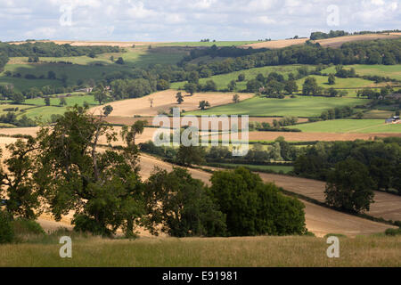 Mähdrescher ernten Weizenfeld, in der Nähe von Winchcombe, Cotswolds, Gloucestershire, England, Vereinigtes Königreich, Europa Stockfoto