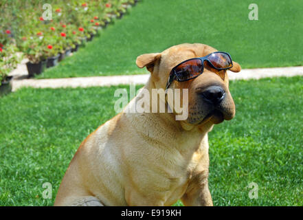 Entzückende Shar-Pei in Sonnenbrillen Stockfoto