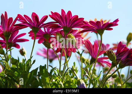 Blumen-rosa Gänseblümchen Stockfoto