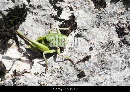Heuschrecke Stockfoto