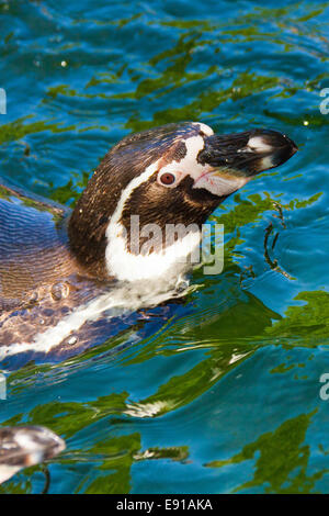 Humboldt-Pinguin (Spheniscus Humboldti) Stockfoto