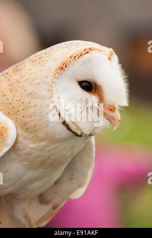 Gemeinsamen Schleiereule (Tyto Alba Alba) Stockfoto