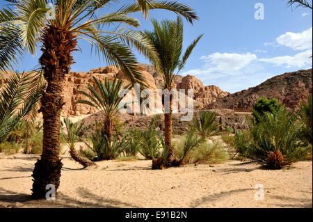 Datum Palmen in Ain Hudra (oder Ayun Khodra) Oase in Süd-Sinai Wüste Beduinen-Camp, Ägypten Stockfoto