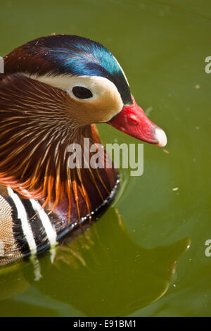 Mandarinente (Aix Galericulata) Stockfoto