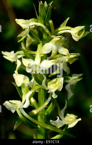 Nahaufnahme von größeren Schmetterling Orchidee blüht. Dorset, UK Juni 2013 Stockfoto