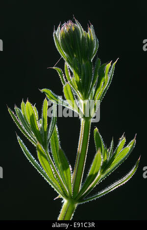 Hinterleuchtete gemeinsame Hackmesser, einer wilden Blume, Dorset UK Stockfoto