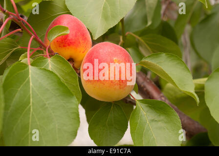 Reife Aprikosen auf dem Ast Stockfoto