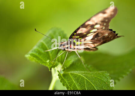 Tailed Jay (Graphium Agamemnon) Stockfoto