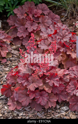 Heuchera Cherry Cola Stockfoto