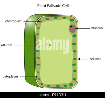 Beschriftete schematische Darstellung einer Pflanzenzelle Palisade wo Photosynthese stattfindet. Stockfoto