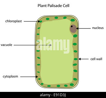 Beschriftete schematische Darstellung einer Pflanzenzelle Palisade wo Photosynthese stattfindet. Stockfoto