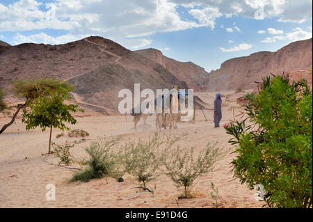 Beduinen-arabischen gehen führende trail seinen zwei Kamelen entlang Wüste Süd-Sinai in der Nähe von Ain Hudra Oase Stockfoto