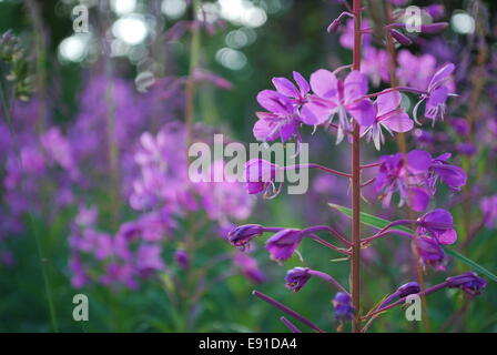 Rosebay Weide-Kraut Stockfoto