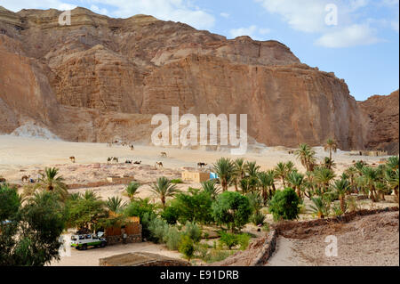 Ain Hudra (oder Ayun Khodra) Oase unter beeindruckenden Klippen in Süd-Sinai Wüste ein Beduinen-Camp beliebt bei Touristen, Ägypten Stockfoto