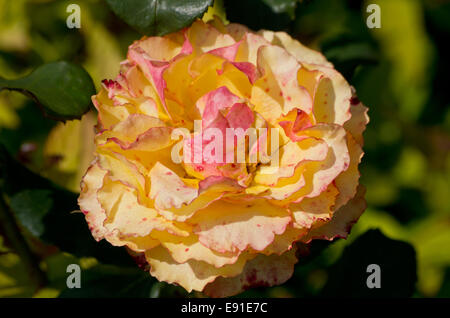 Rose-Tequila Sunrise Stockfoto