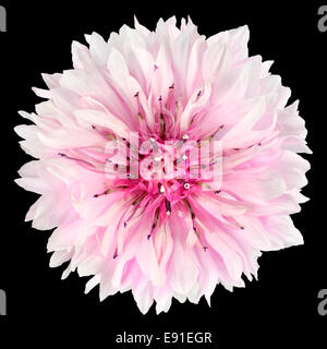 Rosa Kornblume Blume auf schwarzem Hintergrund isoliert. Centaurea Cyanus Flowerhead Wildblumen auf einfarbigen Hintergrund Stockfoto