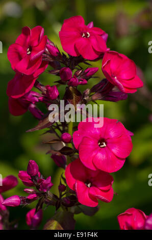 Phlox Paniculata Red Flame Stockfoto