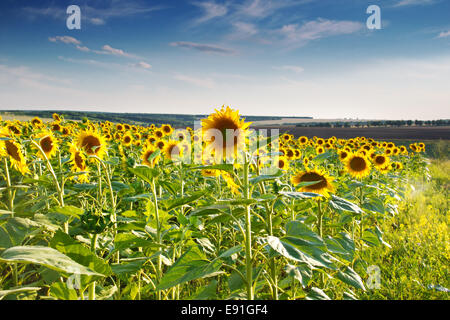 Grünen Wiese, Rasen, Sonnenblumen, blauer Himmel Stockfoto