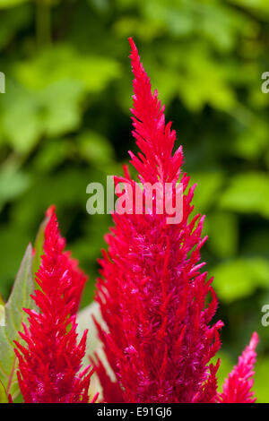 Leuchtend rote Hahnenkamm Blumen Stockfoto