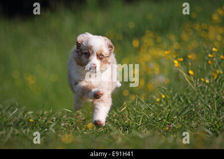 Australian Shepherd Welpe Stockfoto