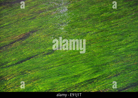 Algen in einem Fluss Stockfoto