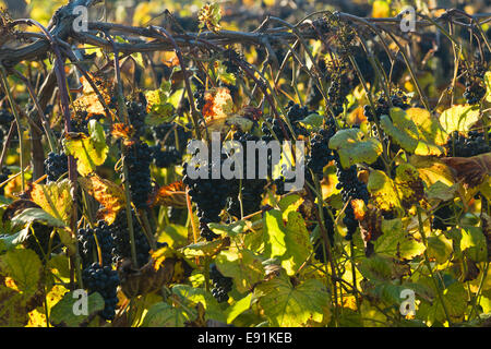 Weinberg-Zeile Ende Oktober Stockfoto