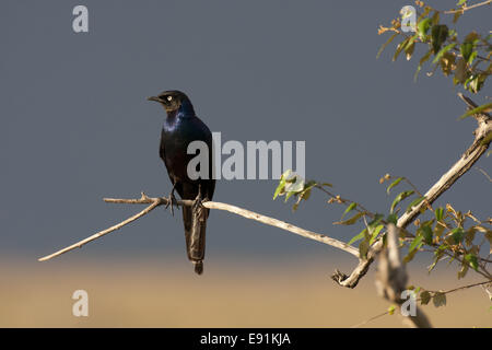 Ruppell die langschwänzigen starling Stockfoto