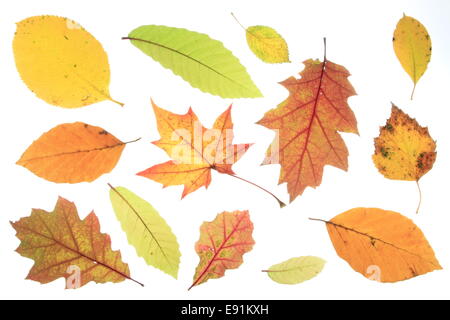 Blätter im Herbst Stockfoto