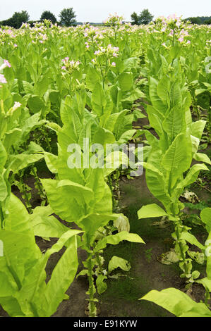Bereich der Tabak Stockfoto