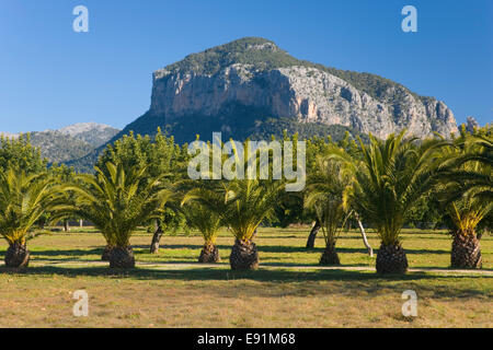 Alaró, Mallorca, Balearen, Spanien. Allee der junge Palmen unter Puig de s'Alcadena. Stockfoto