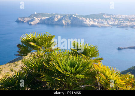 Cala Rajada, Mallorca, Balearen, Spanien. Blick über Cala Agulla, Cap de Capdepera, Zwerg-Palmen im Vordergrund. Stockfoto