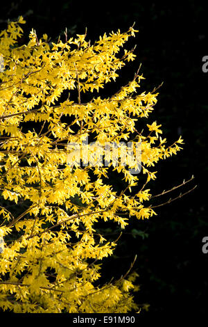 Dormansland, Surrey, England. Blühende Forsythien durch Frühlingssonne beleuchtet. Stockfoto