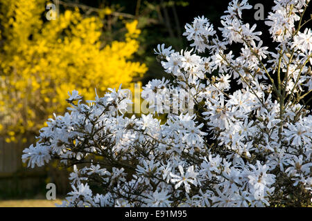 Dormansland, Surrey, England. Stern-Magnolie und fernen Forsythien, beleuchtet von Frühlingssonne blühend. Stockfoto