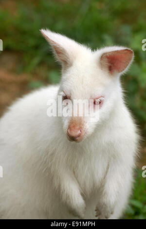 Albino Känguru (Wallaby) Stockfoto