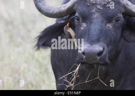 Kaffernbüffel mit gelben abgerechneten Oxpecker Stockfoto