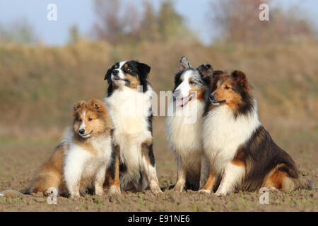 Sheltie und Australian Shepherd Stockfoto