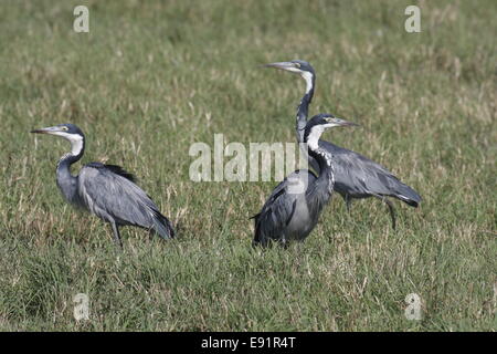 Goliath Heron Stockfoto