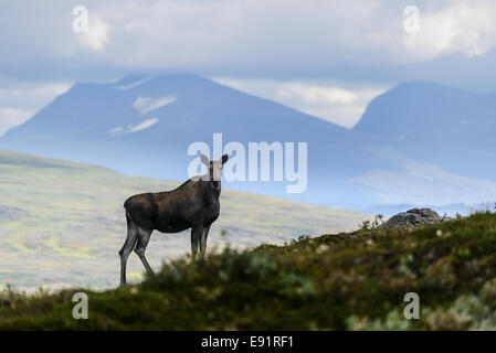 Weibliche Elch starrt gelassen vor einer Berglandschaft Stockfoto