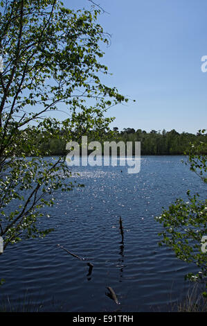 Moorsea in der Venner Moor, Deutschland Stockfoto