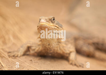 Umhüllte Rieseneidechse (Cordylus Giganteus) Stockfoto