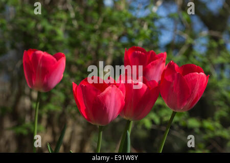 Fünf rote Tulpen Stockfoto