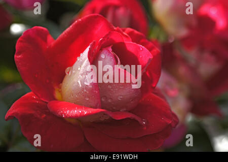 Rot-weiße Rose mit Regentropfen Stockfoto