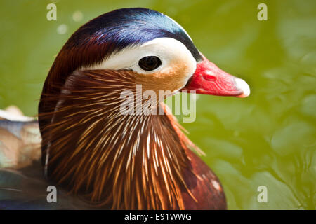 Mandarinente (Aix Galericulata) Stockfoto