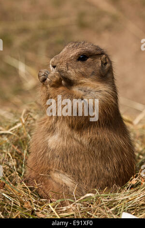 Mongolische Rennmäuse (Meriones) Stockfoto