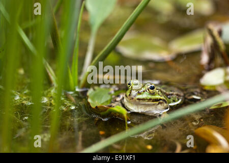 Essbare Frosch (außer kl. Esculentus) Stockfoto